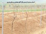 داربستی کردن باغات انگور، گامی برای افزایش دوبرابری محصول در شهرستان شازند