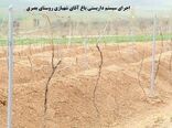 داربستی کردن باغات انگور، گامی برای افزایش دوبرابری محصول در شهرستان شازند