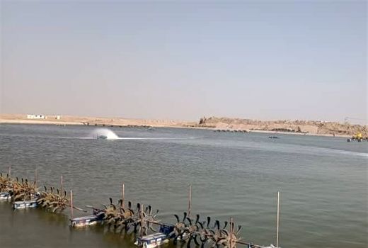 تولید میگو پرورشی استان بوشهر از 18 هزار تن فراتر رفت