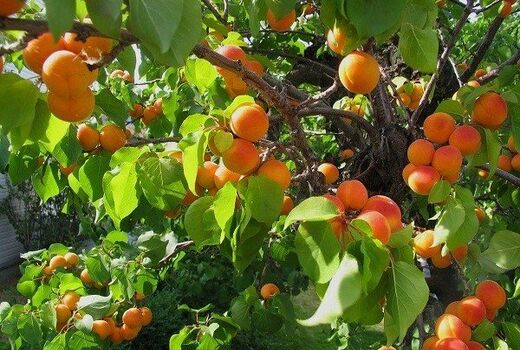 برداشت 20هزار ن محصول از  باغات زردآلو استان