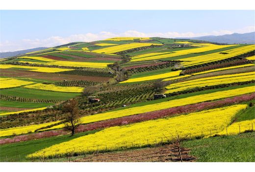 قرارداد 1600 هکتاری کشت کلزا در گلوگاه/6 تن بذر توزیع شد