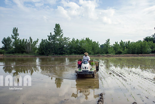 گالری عکس:نشاکاری