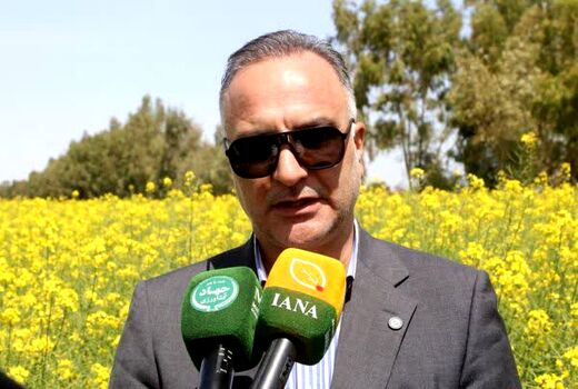 افزایش دو برابری کشت کاملینا و گلرنگ در سال زراعی جاری