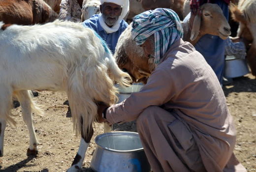 عشایر خراسان جنوبی هفت درصد جمعیت عشایر کشور را تشکیل می‌دهند