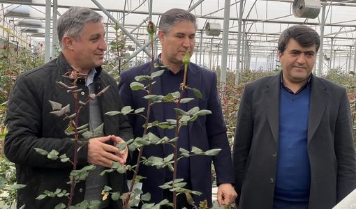 آذربایجان شرقی؛ قطب نوظهور تولید و صادرات گل‌های زینتی در شمال‌غرب کشور