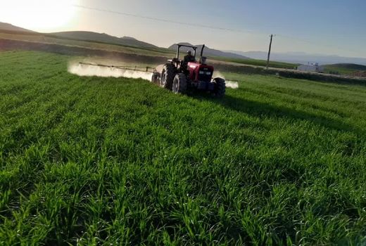 تداوم عملیات داشت مزارع طرح جهش تولید در دیمزارهای شهرستان ویژه مراغه