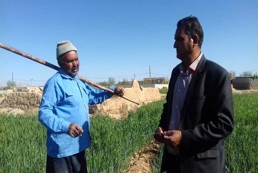 کشاورز ابرکوهی ۲.۵ برابر استاندارد در هر هکتار گندم برداشت کرد