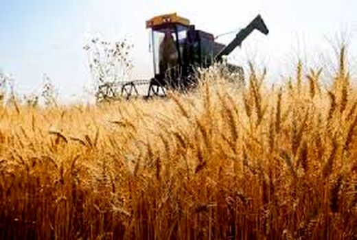 خرید ۹۶۰ هزار تن گندم مازاد بر نیاز کشاورزان خوزستان