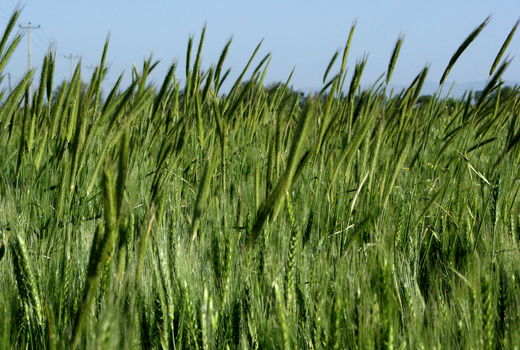 بهره‌برداران بخش کشاورزی شهرستان البرز با مدیریت تغذیه گندم درمزارع آشنا شدند