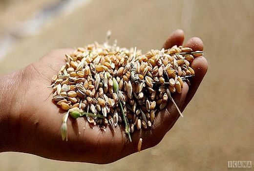 افزایش قیمت خرید تضمینی ۱۱میلیون تن گندم را روانه سیلوهای دولتی می‌کند
