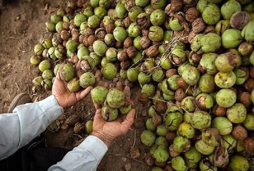 هفت درصد از باغات گردوی کشور  به استان آذربایجان شرقی اختصاص دارد