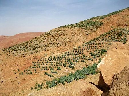 توسعه باغ های دیم در اراضی شیب دار مرودشت