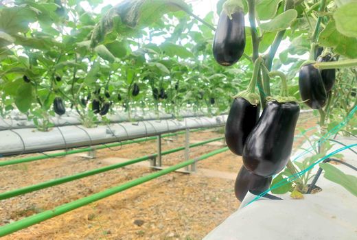 تعرفه گاز گلخانه‌ها تعدیل شده است/ الزام گلخانه‌داران به بهینه‌سازی مصرف انرژی