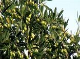 برداشت حدود ۱۳۰ هزار تن میوه زیتون از باغات کشور تاکنون