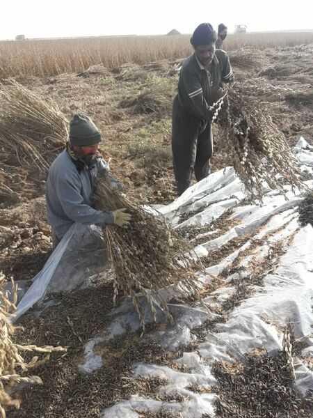 کشت الگویی کنجد در سطح 7 هزار متر مربع از اراضی کشاورزی استان قزوین