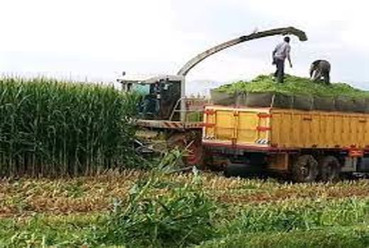 پیش بینی تولید ۲۸۰ هزار تن ذرت علوفه ای