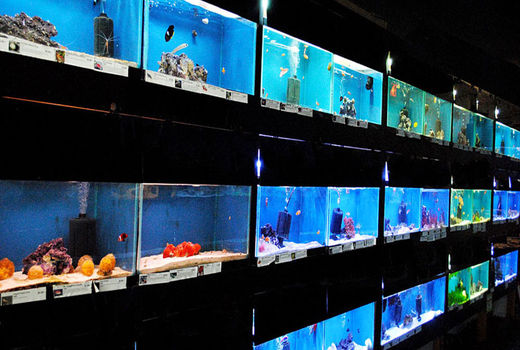 مدیریت قطع برق در تولید ماهیان زینتی