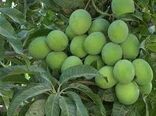 پیش‌بینی برداشت ۱۶ هزار تن انبه در استان هرمزگان