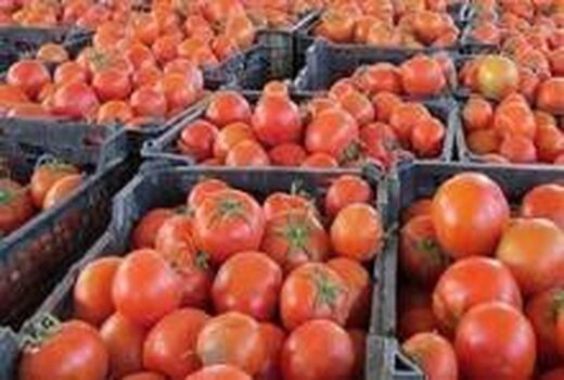 لزوم حل مشکل صادرات گوجه‌ استان بوشهر 