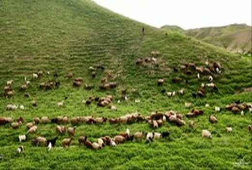 ‌چرای دام بیش از ۲ برابر ظرفیت مراتع  آذربایجان غربی