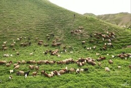‌چرای دام بیش از ۲ برابر ظرفیت مراتع  آذربایجان غربی