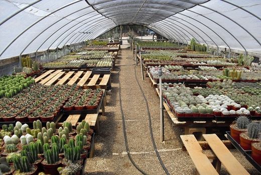 220 هزار گلدان کاکتوس در گلخانه های شهرستان البرز تولید می‌شود