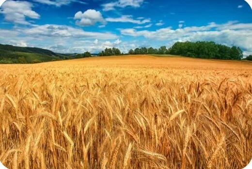 پیش‌بینی تولید ۱۲۳ هزار تن گندم در کهگیلویه و بویراحمد