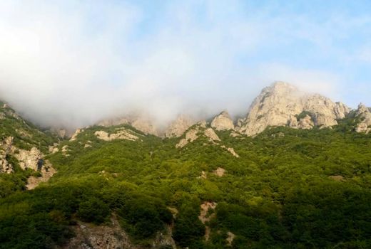 تغییر اقلیم درختان هیرکانی را جابه‌جا کرد/  فرار از گرما