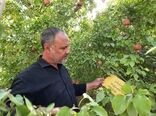ادامه ردیابی آفت خطرناک مگس مدیترانه در شهرستان برخوار