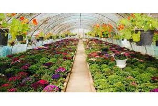 فعالیت 42 گلخانه دار در بابلسر