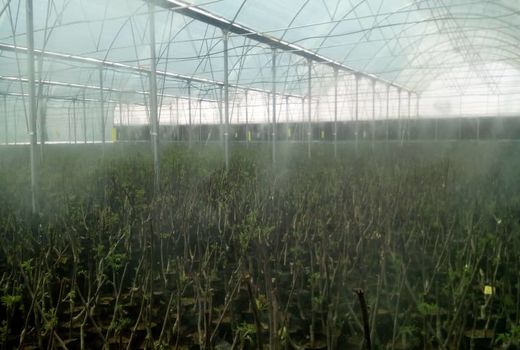 بازدید مدیر دفتر پایش وتحلیل خطر سازمان حفظ نباتات کشور از گلخانه قرنطینه شهرستان ارزوئیه