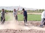 انجیر بهترین جایگزین برای کشت غلات در شرق اصفهان