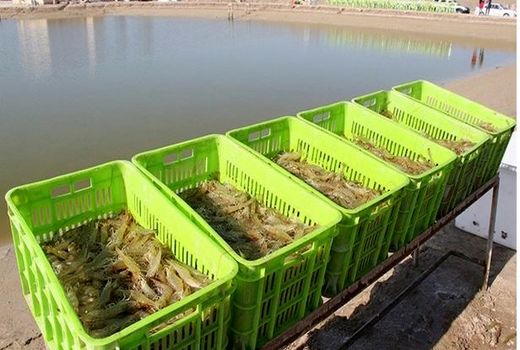 حمایت شیلات استان بوشهر از تولیدکنندگان و واردکنندگان