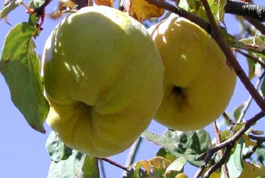 برداشت 346 تن میوه 