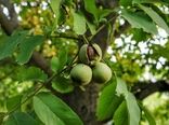 سرمازدگی و کمبود آب منجر به کاهش تولید گردوی خوانسار شد