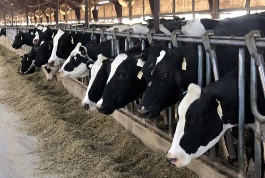 مجتمع دامپروری ۲۵ هزار راسی در جرقویه اصفهان احداث می‌شود