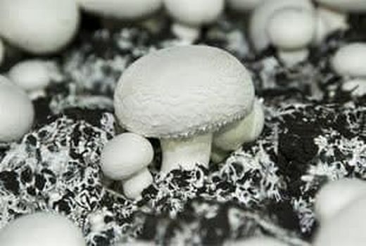 پرداخت ۲ میلیارد تومان تسهیلات قرض‌الحسنه به مشاغل خانگی کشاورزی در آبیک