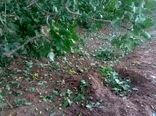 سیل،طوفان وتگرگ  به باغات و مزارع شهرستان ارزوئیه خسارت وارد کرد