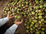 کرم خراط بلای جان درختان گردو در استان همدان