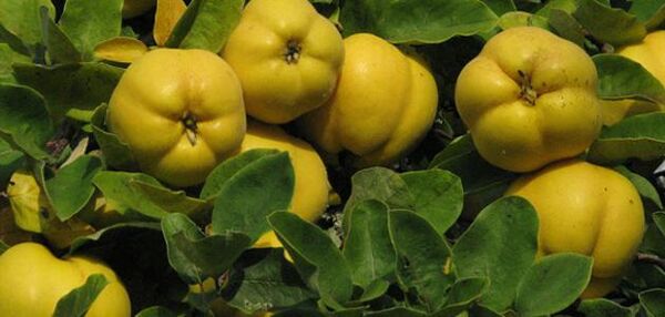 صدور گواهی استاندارد "بادام" و "به" برای اولین بار در آباده 