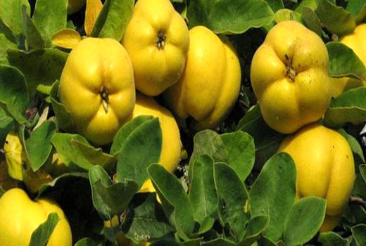 صدور گواهی استاندارد 