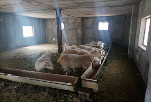 پرورش گوسفند نژاد لاکن برای اولین بار در سروستان