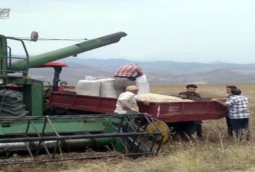 برداشت 80 تن گلرنگ از مزارع شهرستان خداآفرین 