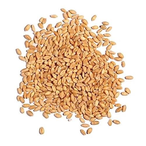تأمین بیش از ۱۱ هزار تن بذر در کهگیلویه و بویراحمد