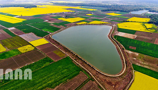 مزارع کلزا در ایران2