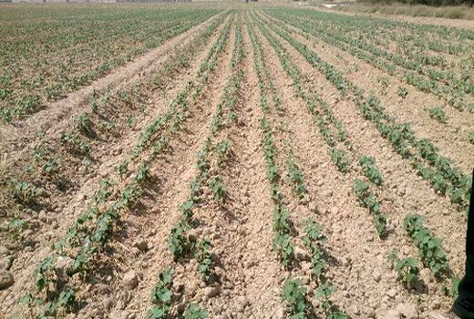 سطح زیر کشت پنبه در مهر افزایش یافت 