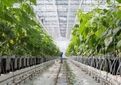 برنامه‌ریزی برای تأمین ۴۰ درصد بذر هیبرید گلخانه‌ای در داخل کشور