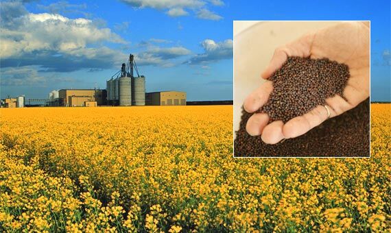 تولید 1200 تن کلزا در اصفهان/ افزایش 80 درصدی تولید کلزا نسبت به سال گذشته