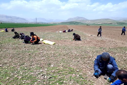 کشت پیاز در 160 هکتار از اراضی کشاورزی شهرستان کیار 