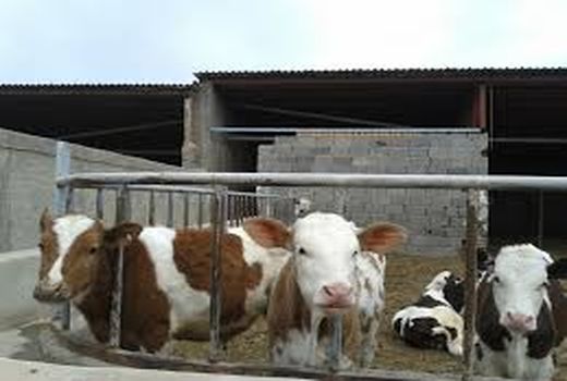 تلقیح مصنوعی بیش از 1400 رأس گاو دورگ و بومی با اسپرم گاو سیمنتال